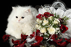 Hintergrundbilder Katze Rosen Blumensträuße Blick Flauschiger Weiß ein Tier Blumen