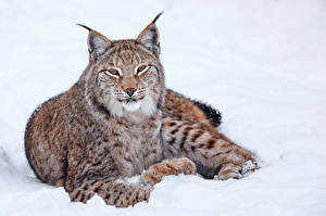 Fotos Große Katze Luchs Starren Schnee Schnauze Tiere
