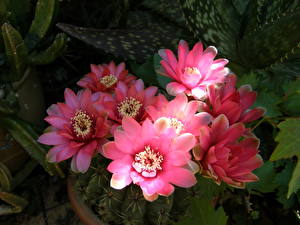 Bakgrunnsbilder Kaktuser Rød blomst