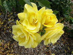 Фото Розы Желтый Цветы