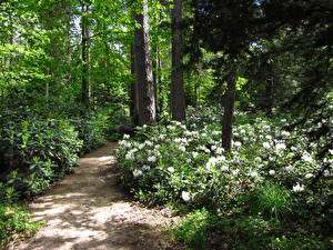 Images Gardens Trees Path Nature