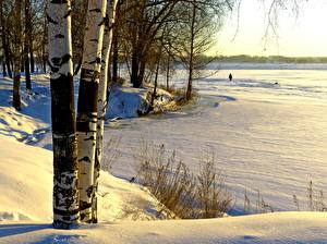 Hintergrundbilder Jahreszeiten Winter Bäume Baumstamm Birken Natur