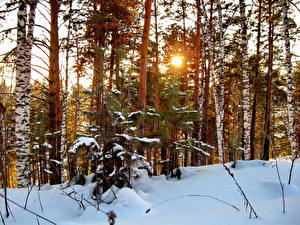 Sfondi desktop Stagione Inverno Foreste Alberi Neve Natura