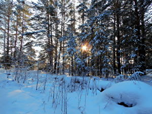 Fotos Jahreszeiten Winter Schnee Lichtstrahl Bäume Natur