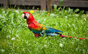 Hintergrundbilder Vögel Papagei Eigentliche Aras Gras ein Tier