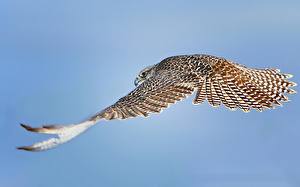 Bakgrunnsbilder Fugler Falk Vinger Flyging Dyr