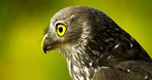 Papel de Parede Desktop Aves Falcão Olhos Ver Cabeça Bico Animalia