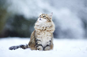 Обои Коты Смотрит Пушистый Снеге животное