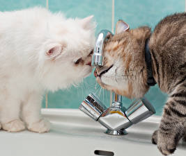 Tapety na pulpit Kot domowy Włosy czuciowe Włochaty Kran z wodą zwierzę