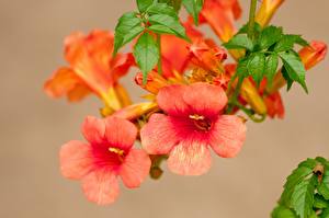 Wallpapers Campsis Flowers