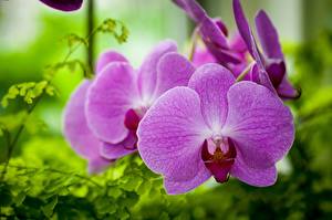 Bilder Orchideen Violett Blüte