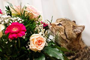 Fotos Katzen Sträuße Schnurrhaare Vibrisse Schnauze ein Tier Blumen