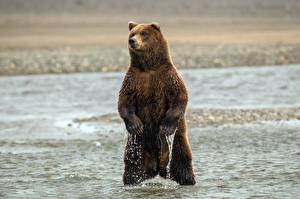 Tapety na pulpit Niedźwiedź Niedźwiedź brunatny Mokro Łapy zwierzę