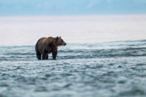 Картинки Медведи Гризли Море Мокрые Животные Природа