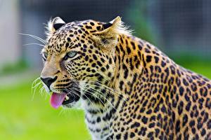 Bureaubladachtergronden Pantherinae Luipaarden Kijkt Snorharen Snuit Dieren