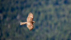 Photo Bird Hawk Flight Wings Animals