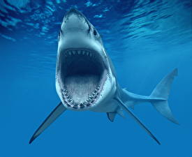 Image Underwater world Sharks Teeth Angry  Animals 3D_Graphics