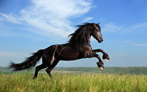 Bakgrunnsbilder Hest Himmelen Svart Hale Gress Dyr