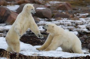 Tapety na pulpit Niedźwiedź Niedźwiedź polarny Walczą Łapy zwierzę