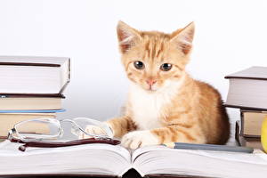 Fondos de escritorio Gato Contacto visual Hocico Lentes Libros un animal