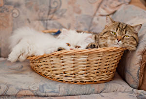 Wallpaper Cat Staring Wicker basket animal