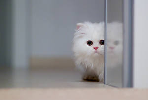 Wallpapers Cat Staring Fluffy Animals