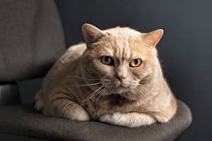 Papel de Parede Desktop Gato Ver Focinho Vibrissa um animal