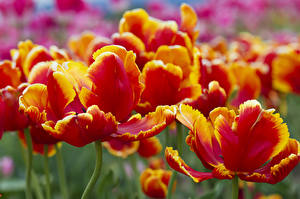 Fotos Tulpen Rot Blüte