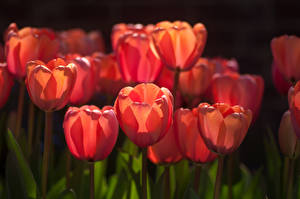 Bakgrunnsbilder Tulipaner Rød blomst