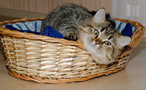 Pictures Cat Glance Snout Wicker basket Animals