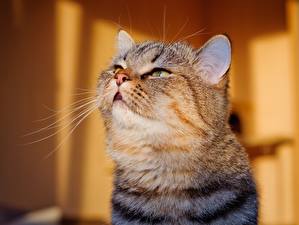Hintergrundbilder Katze Starren Schnurrhaare Vibrisse Schnauze ein Tier