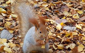 Hintergrundbilder Nagetiere Eichhörnchen Jahreszeiten Herbst Blattwerk Schwanz Tiere