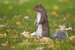 Fotos Nagetiere Eichhörnchen Blick Pfote Gras Blattwerk Tiere