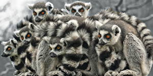 Tapety na pulpit Lemury Spojrzenie Ogon Zwierzęta