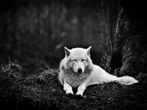Картинка Волки Взгляд Белая В грязи Животные