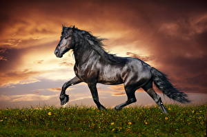 Fotos Pferde Himmel Schwarz Schwanz Gras Wolke ein Tier