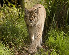 Pictures Big cats Lynx Glance Paws Grass Snout Animals