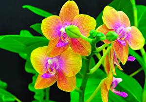 Hintergrundbilder Orchideen