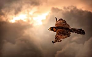 Picture Bird Hawk Sky Clouds Flight Wings Animals