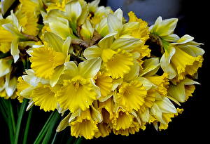 Bureaubladachtergronden Narcis Geel kleur bloem