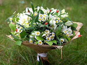 Pictures Bouquets Matricaria flower