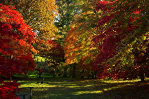 Tapety na pulpit Parki Pora roku Jesień Wielka Brytania Drzewa Liście Klonu  Natura