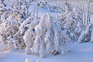 デスクトップの壁紙、、季節、冬、雪、枝、自然