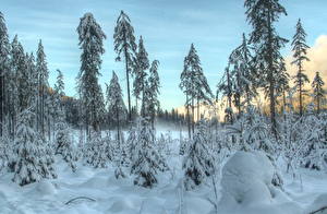 Pictures Seasons Winter Forest Sky Snow Trees HDR Nature