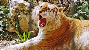 Фотографии Большие кошки Тигры Морда Оскал Зубы животное