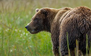 Hintergrundbilder Bären Braunbär Nass Schnauze ein Tier