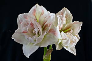 Fotos Amaryllis Weiß Blüte