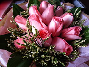 Bakgrundsbilder på skrivbordet Ros Blomsterbukett Rosa färg Blomma knopp Blommor