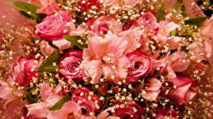 Bakgrundsbilder på skrivbordet Blomsterbukett Rosor Rosa färg Blommor