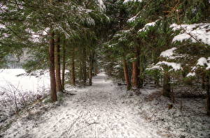 Papel de Parede Desktop Estação do ano Invierno Floresta Neve árvores Trilha Naturaleza